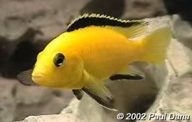 Lab_caeruleus_03_kk.jpg