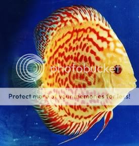 RedSpottedSaffron3.jpg