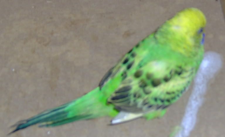 Aurora2.jpg