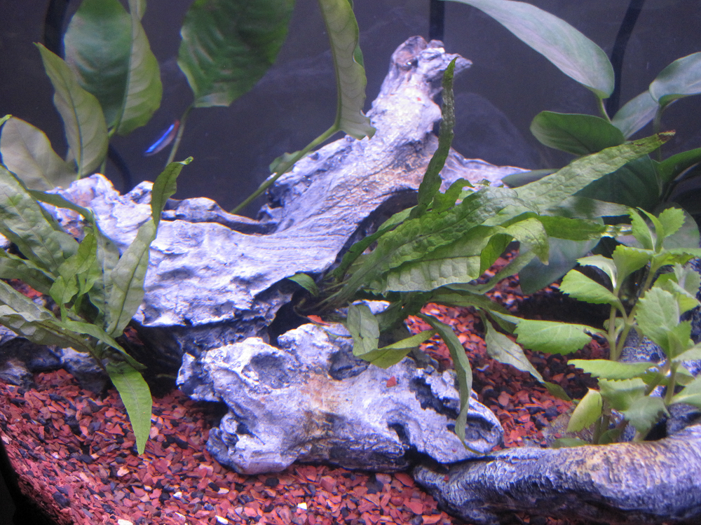 Driftwood.png
