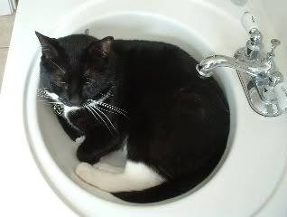 MikeintheSink4.jpg
