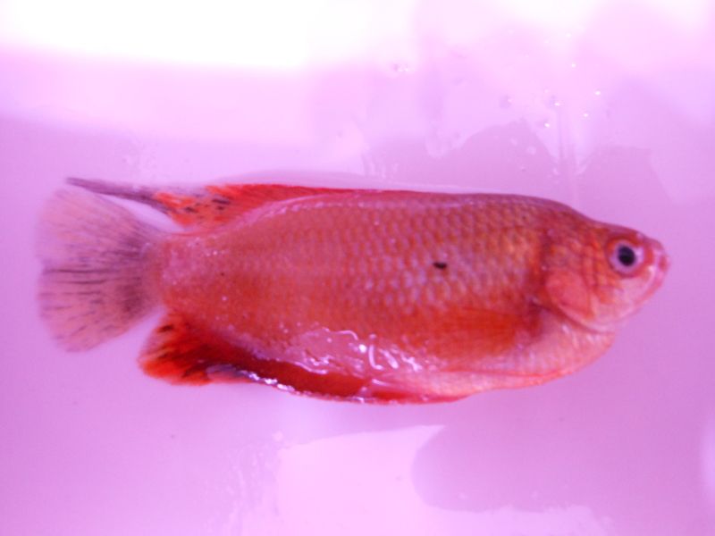 DSCN1536.jpg