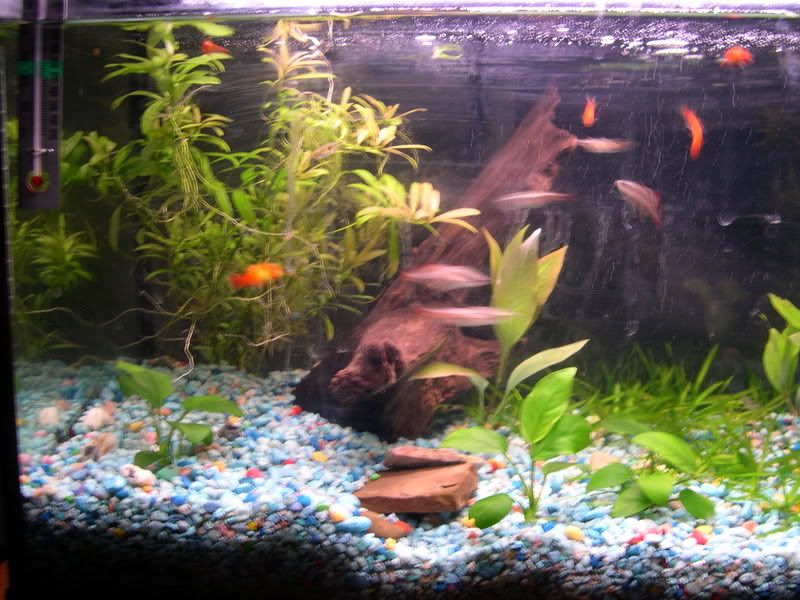 plantedtank3.jpg