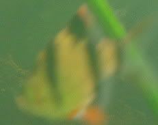 TigerBarb0006.jpg