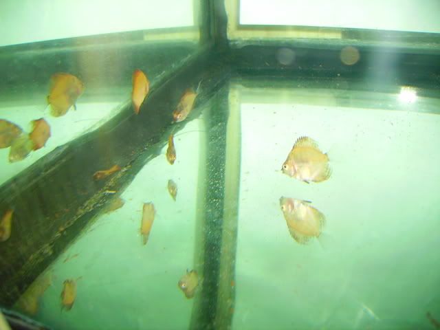 hllfry36daysfs039.jpg
