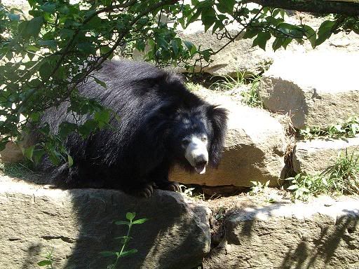 relayzoo073.jpg