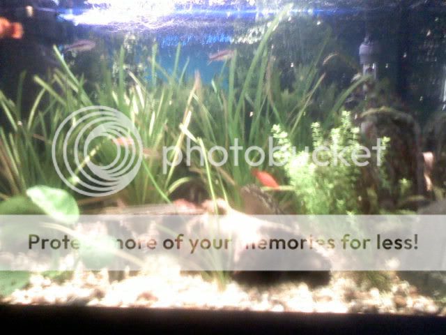 fishtank.jpg