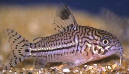 corydoras-trilineatus_zps86f5d974.jpg