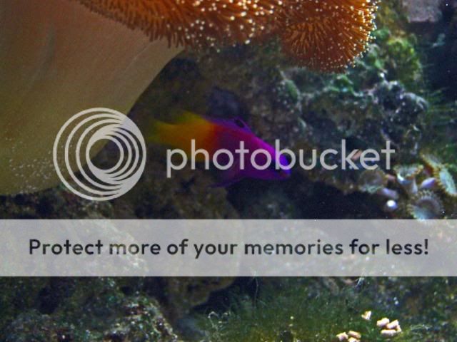 2009_0714Reef0081a.jpg