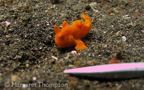 orangefrogfish.jpg