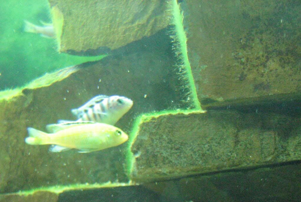 FishTank124.jpg