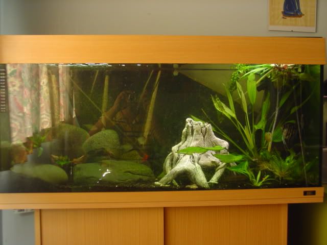morefish001.jpg