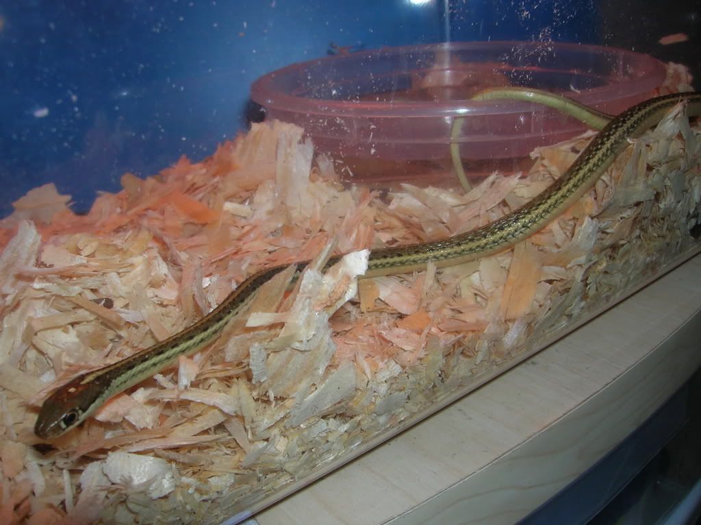 snake006.jpg