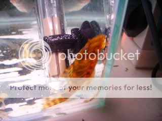 mixedfish024.jpg
