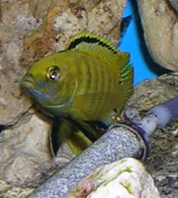 mbuna5.jpg
