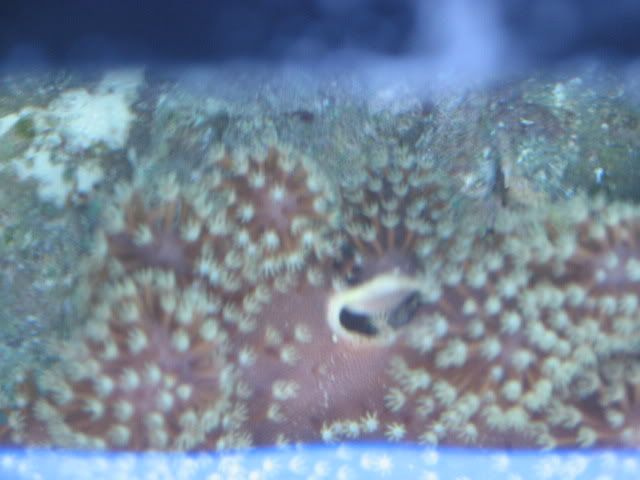 coralissue003.jpg