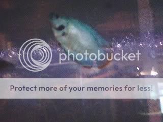 fish.jpg