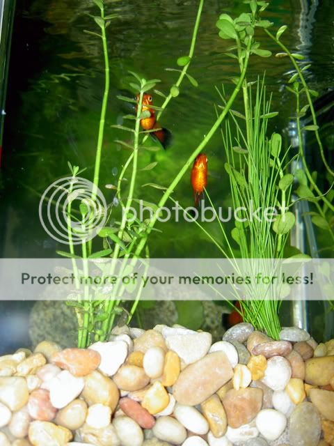 PICT1332.jpg