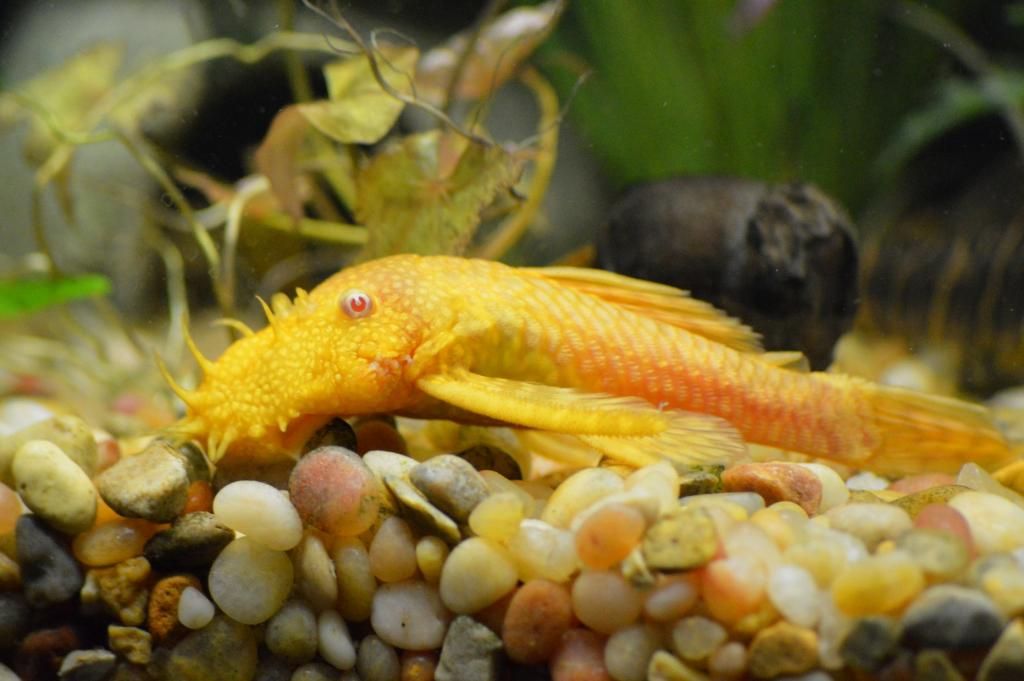 pleco_zps16d1d607.jpeg