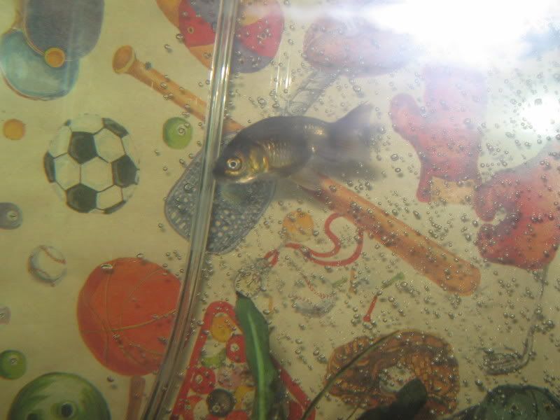 30gallongoldies003.jpg