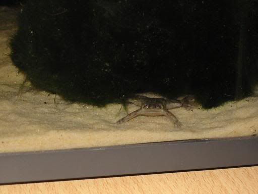 newfrog2.jpg