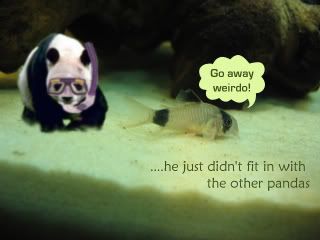 panda.jpg