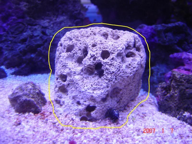 Copyofday1intank.jpg