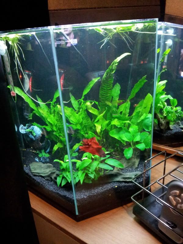 2012-01-05190528.jpg