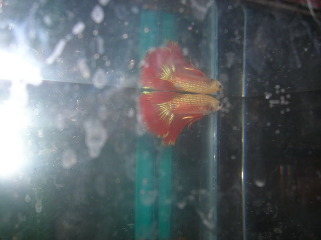 malebettas019.jpg