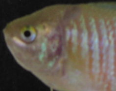 ULCER6.jpg