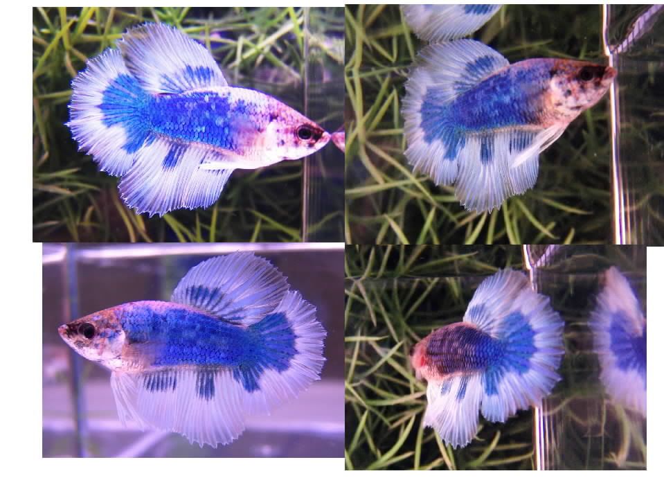 BlueMarbleMale.jpg