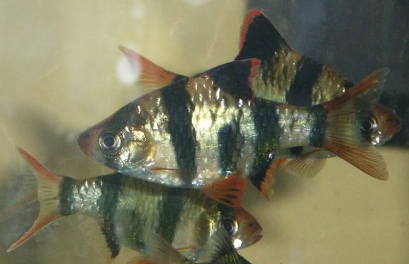 RIMG0600.jpg