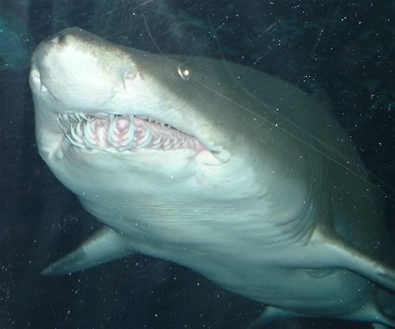raquariumshark.jpg