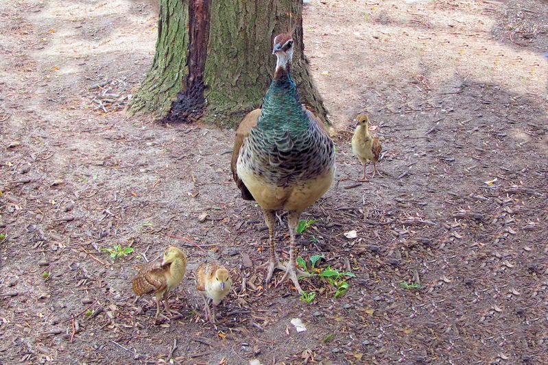 peacock3.jpg