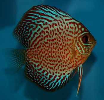 jakediscus3.jpg