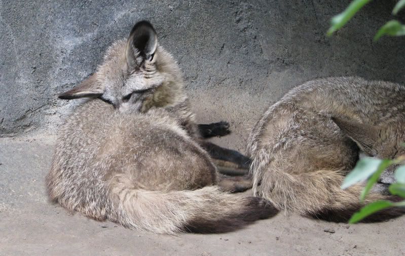 Bat-earedFox.jpg