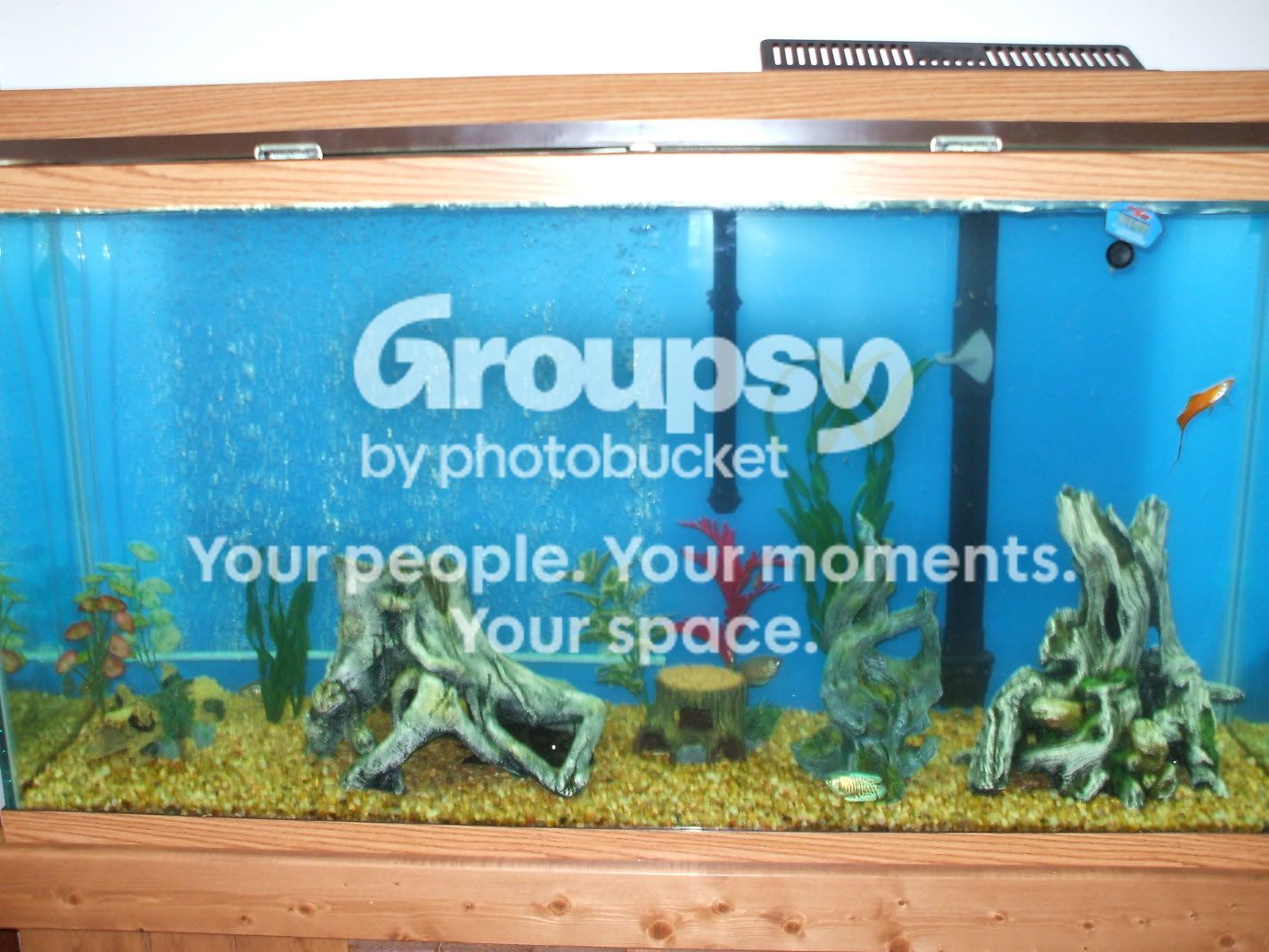 fishtankswithnewplants-16.jpg