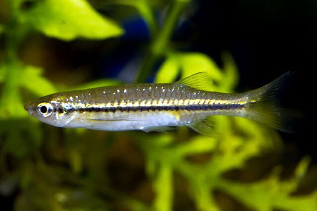 fish3.jpg
