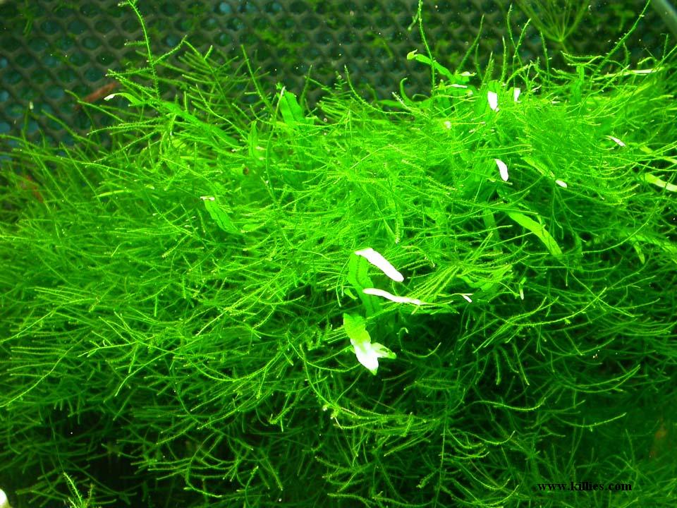 MossJava011.jpg