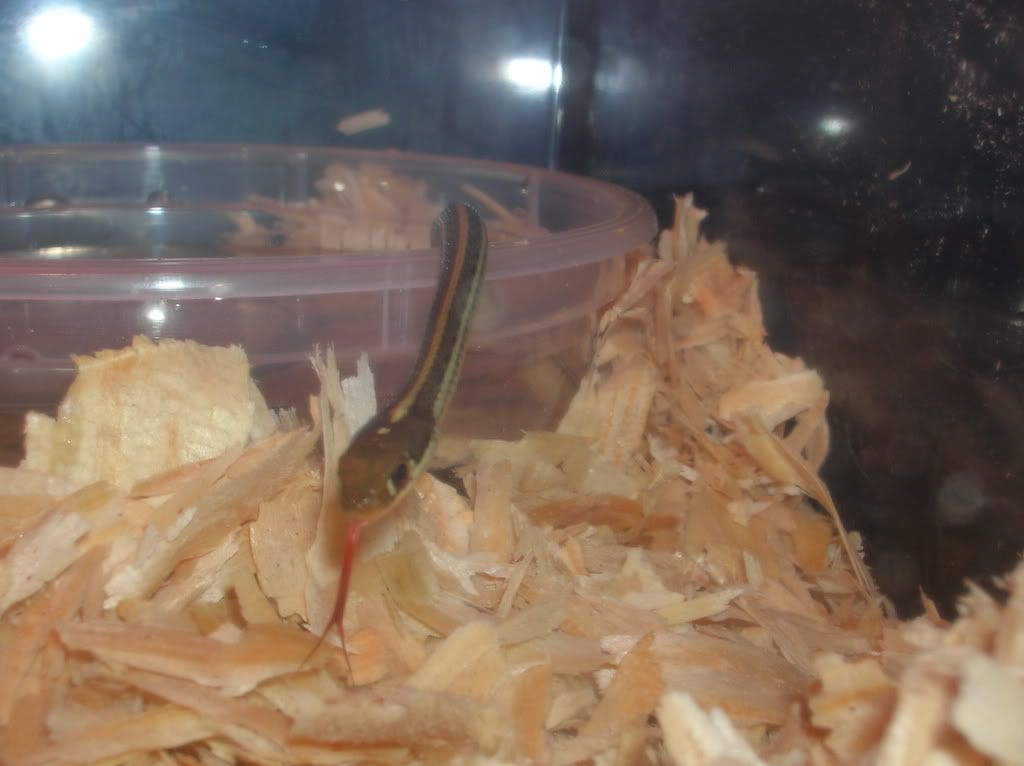 snake002.jpg