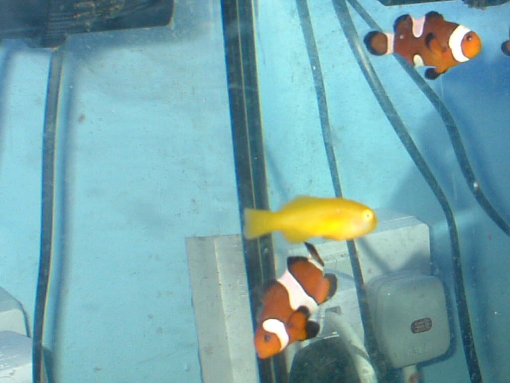 yellowcoralgobyandclownfish.jpg