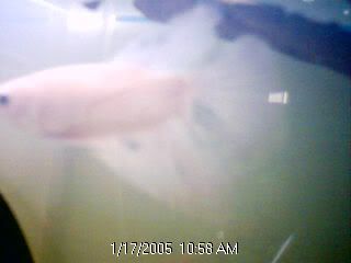 Picture41.jpg