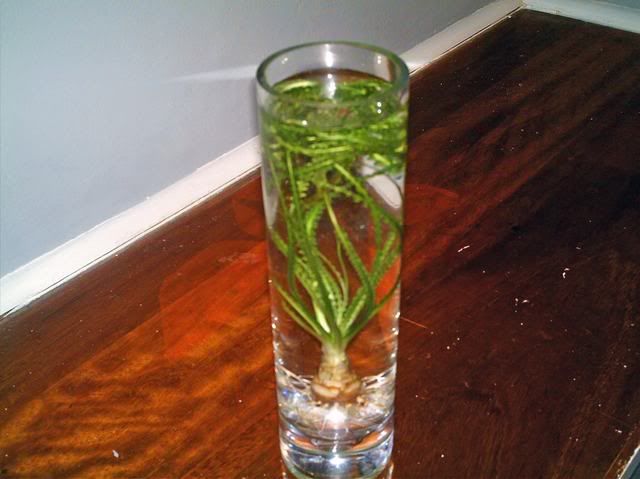 imag0006-1.jpg