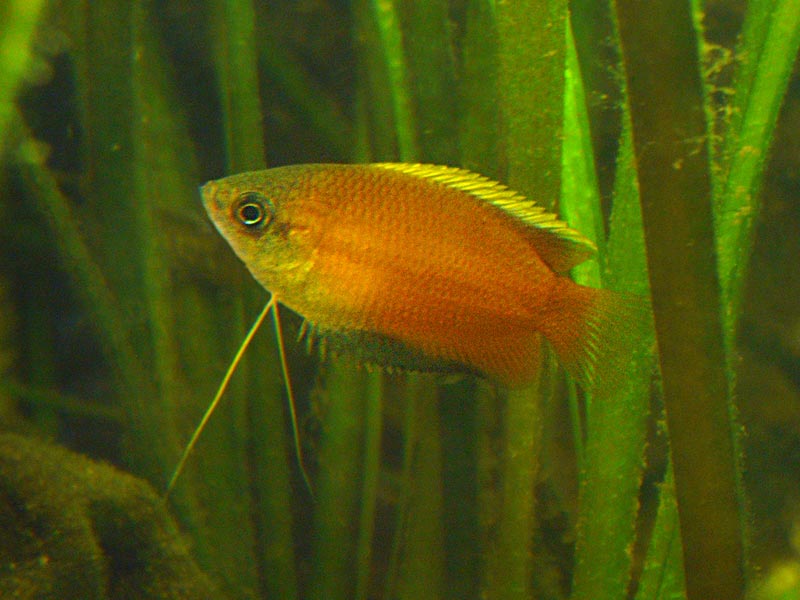 Honey_Gourami.jpg