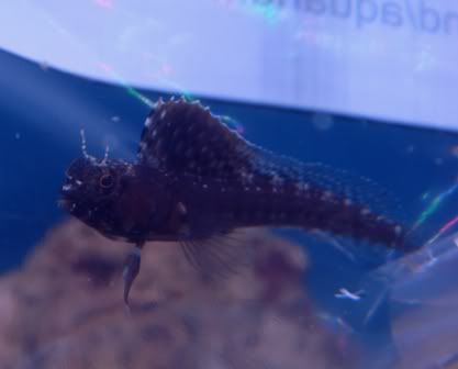 FemaleSailfin1.jpg