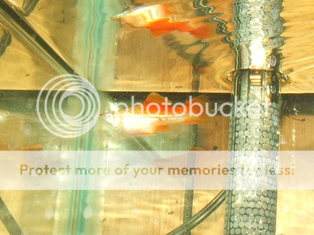 swordtail001.jpg