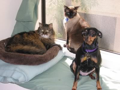 Three_cuties_window3.jpg