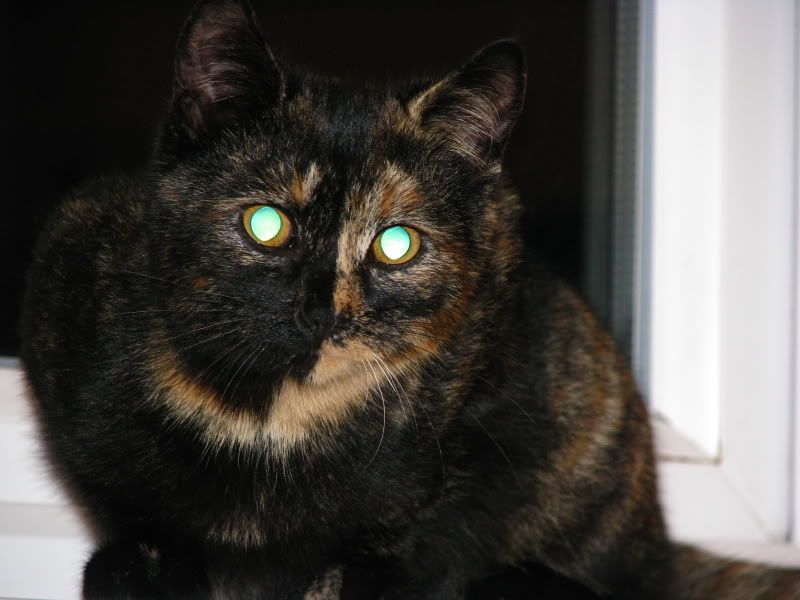 katt057.jpg
