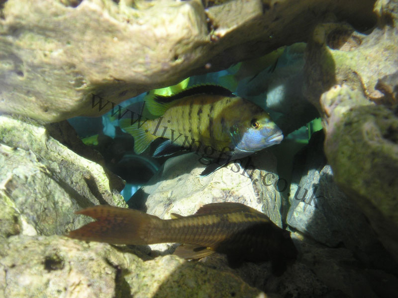 200734183555_yellow-lab.jpg