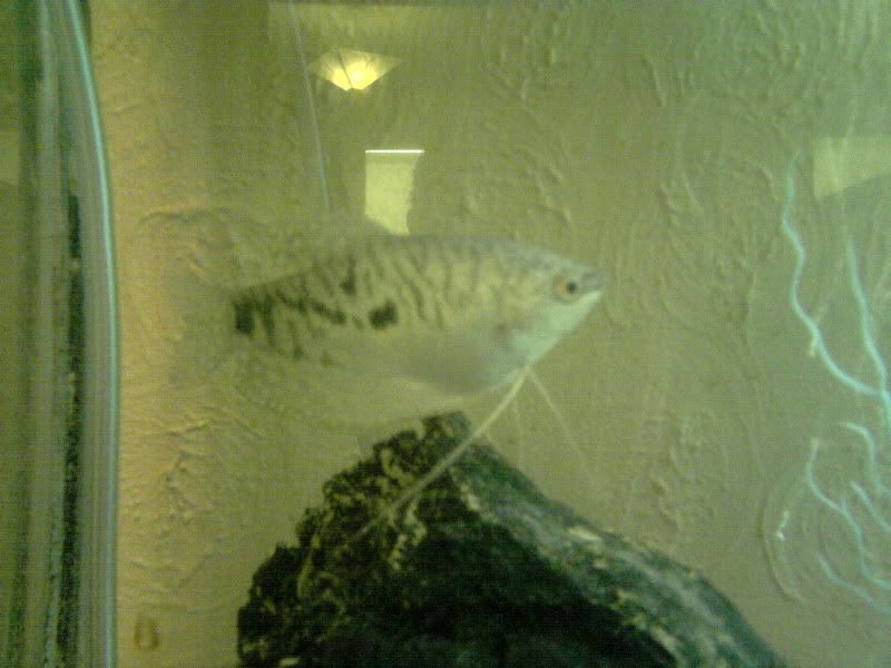 BlueGourami.jpg